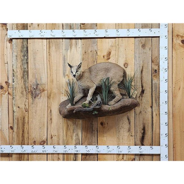 African Caracal Cat Full Body Taxidermy Mount