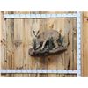 Image 1 : African Caracal Cat Full Body Taxidermy Mount