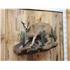 Image 2 : African Caracal Cat Full Body Taxidermy Mount