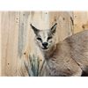 Image 3 : African Caracal Cat Full Body Taxidermy Mount
