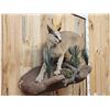 Image 4 : African Caracal Cat Full Body Taxidermy Mount