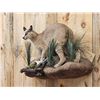 Image 5 : African Caracal Cat Full Body Taxidermy Mount