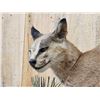 Image 6 : African Caracal Cat Full Body Taxidermy Mount