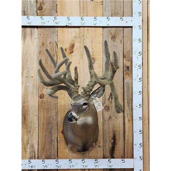Big Nontypical Whitetail In Velvet Sculpture Shoulder Mount Taxidermy