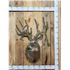 Image 1 : Big Nontypical Whitetail In Velvet Sculpture Shoulder Mount Taxidermy