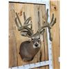 Image 2 : Big Nontypical Whitetail In Velvet Sculpture Shoulder Mount Taxidermy