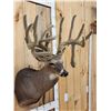 Image 3 : Big Nontypical Whitetail In Velvet Sculpture Shoulder Mount Taxidermy