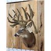 Image 4 : Big Nontypical Whitetail In Velvet Sculpture Shoulder Mount Taxidermy