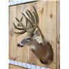 Image 5 : Big Nontypical Whitetail In Velvet Sculpture Shoulder Mount Taxidermy