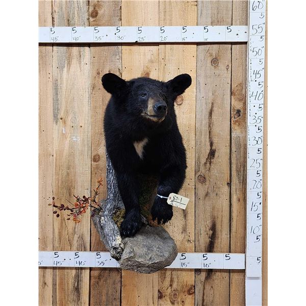 Black Bear Half Body Taxidermy Mount
