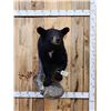 Image 1 : Black Bear Half Body Taxidermy Mount