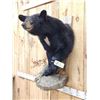 Image 2 : Black Bear Half Body Taxidermy Mount