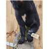 Image 3 : Black Bear Half Body Taxidermy Mount
