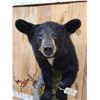 Image 4 : Black Bear Half Body Taxidermy Mount