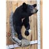 Image 5 : Black Bear Half Body Taxidermy Mount
