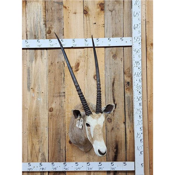 Super Rare African Golden Gemsbok Shoulder Mount Taxidermy