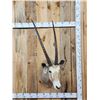 Image 1 : Super Rare African Golden Gemsbok Shoulder Mount Taxidermy