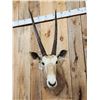 Image 2 : Super Rare African Golden Gemsbok Shoulder Mount Taxidermy
