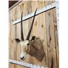 Image 3 : Super Rare African Golden Gemsbok Shoulder Mount Taxidermy