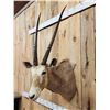 Image 4 : Super Rare African Golden Gemsbok Shoulder Mount Taxidermy