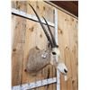 Image 5 : Super Rare African Golden Gemsbok Shoulder Mount Taxidermy
