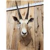 Image 6 : Super Rare African Golden Gemsbok Shoulder Mount Taxidermy