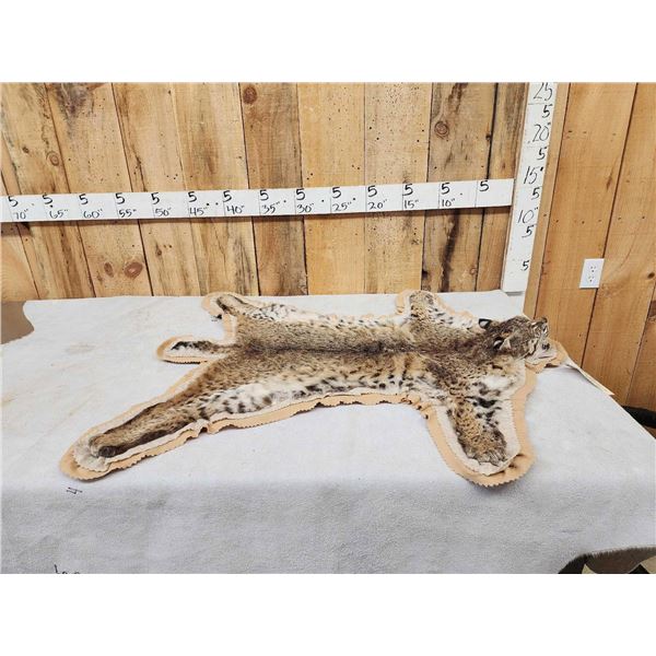 Nice Bobcat Rug Taxidermy