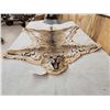 Image 2 : Nice Bobcat Rug Taxidermy