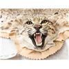 Image 3 : Nice Bobcat Rug Taxidermy