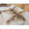 Image 4 : Nice Bobcat Rug Taxidermy