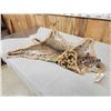 Image 5 : Nice Bobcat Rug Taxidermy