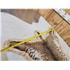Image 6 : Nice Bobcat Rug Taxidermy
