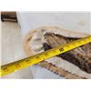 Image 7 : Nice Bobcat Rug Taxidermy