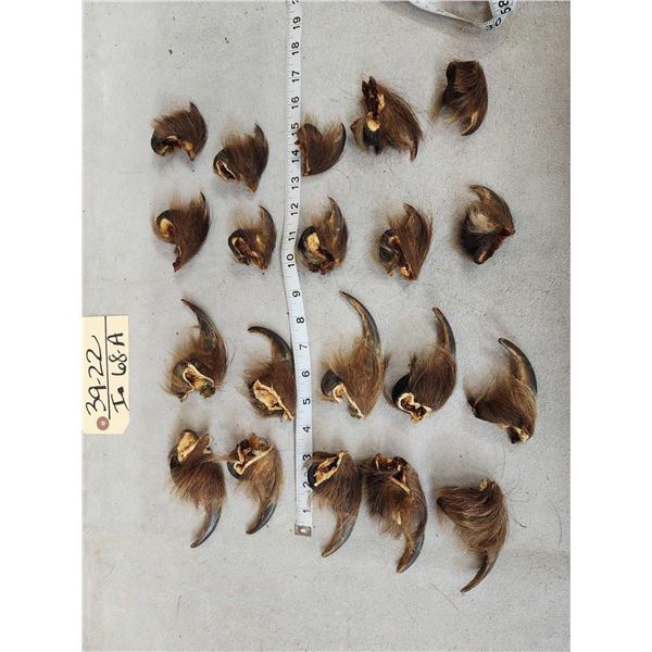 Set Of Big Alaskan Grizzly Bear Claws Taxidermy