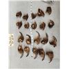 Image 1 : Set Of Big Alaskan Grizzly Bear Claws Taxidermy