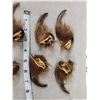 Image 2 : Set Of Big Alaskan Grizzly Bear Claws Taxidermy