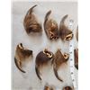 Image 3 : Set Of Big Alaskan Grizzly Bear Claws Taxidermy