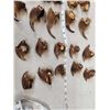 Image 4 : Set Of Big Alaskan Grizzly Bear Claws Taxidermy