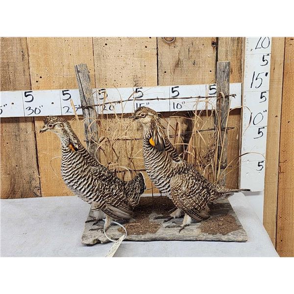 Pair Of Prairie Chickens Full Body Bird Taxidermy