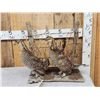 Image 1 : Pair Of Prairie Chickens Full Body Bird Taxidermy