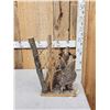 Image 2 : Pair Of Prairie Chickens Full Body Bird Taxidermy