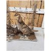 Image 3 : Pair Of Prairie Chickens Full Body Bird Taxidermy