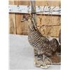 Image 4 : Pair Of Prairie Chickens Full Body Bird Taxidermy