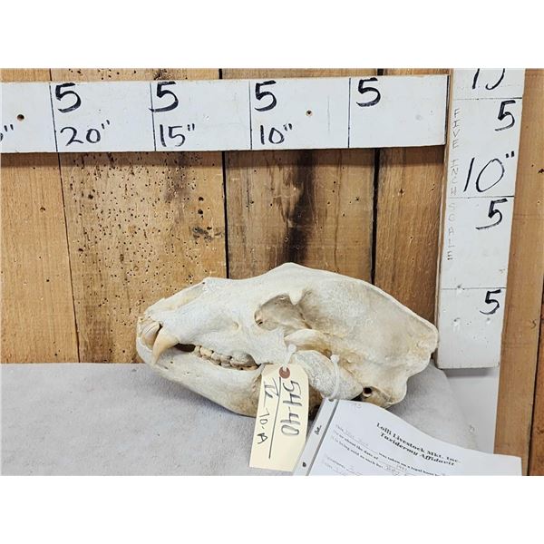 Alaskan Brown Bear Skull Taxidermy