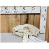 Image 1 : Alaskan Brown Bear Skull Taxidermy