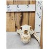 Image 2 : Alaskan Brown Bear Skull Taxidermy