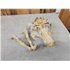Image 3 : Alaskan Brown Bear Skull Taxidermy