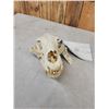 Image 4 : Alaskan Brown Bear Skull Taxidermy