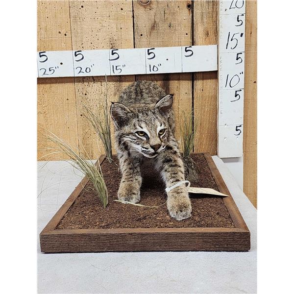 Juvenile Bobcat Stalking Pose Full Body Taxidermy Mount