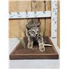 Image 1 : Juvenile Bobcat Stalking Pose Full Body Taxidermy Mount